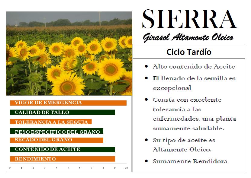 Caracteristicas_Girasol_Sierra.JPG